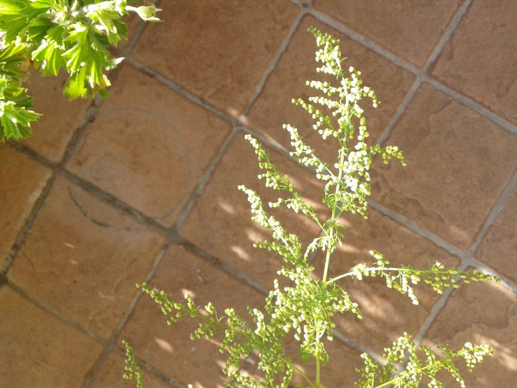 Artemisia annua L. (Asteraceae)